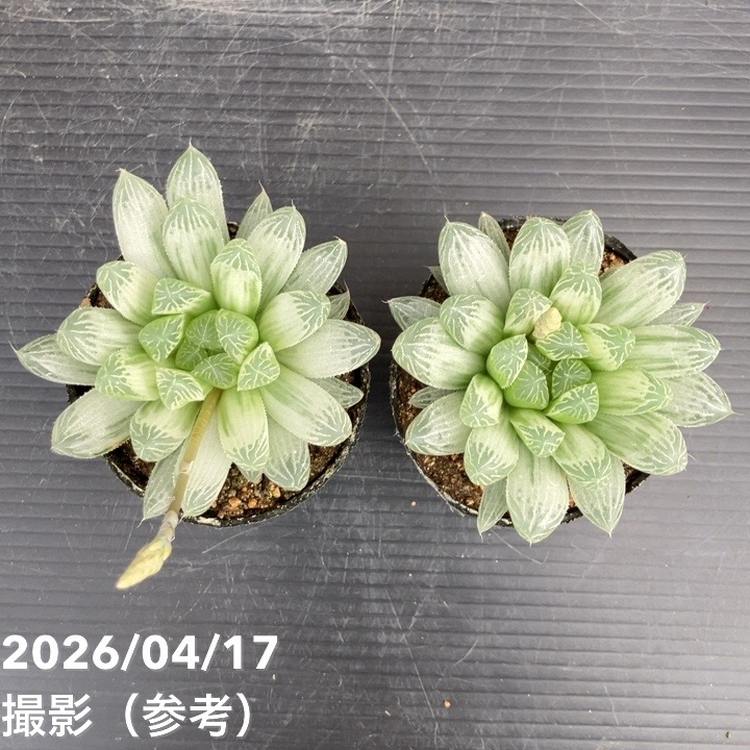 ハオルチア オブツーサ 斑入り 2.5号 2鉢セット｜観葉10-TU | 観葉