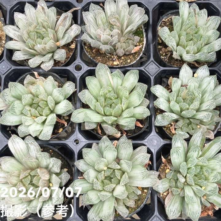 決算P5倍！10%OFF！8/2まで】ハオルチア オブツーサ 斑入り 2.5号 2鉢