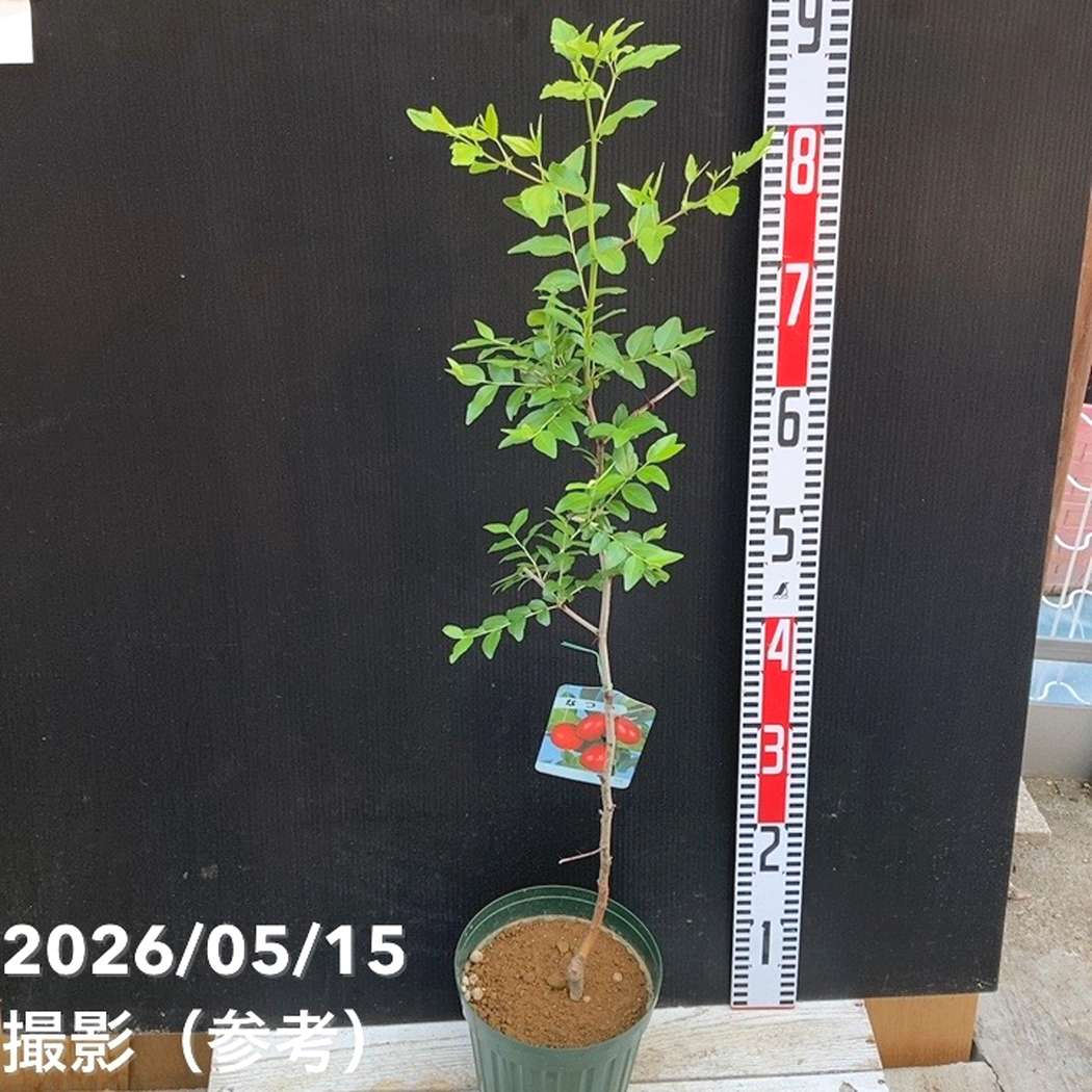 ナツメ 5.5号｜果樹04-PA | 果樹,[珍しい果樹] | 赤塚植物園オンライン