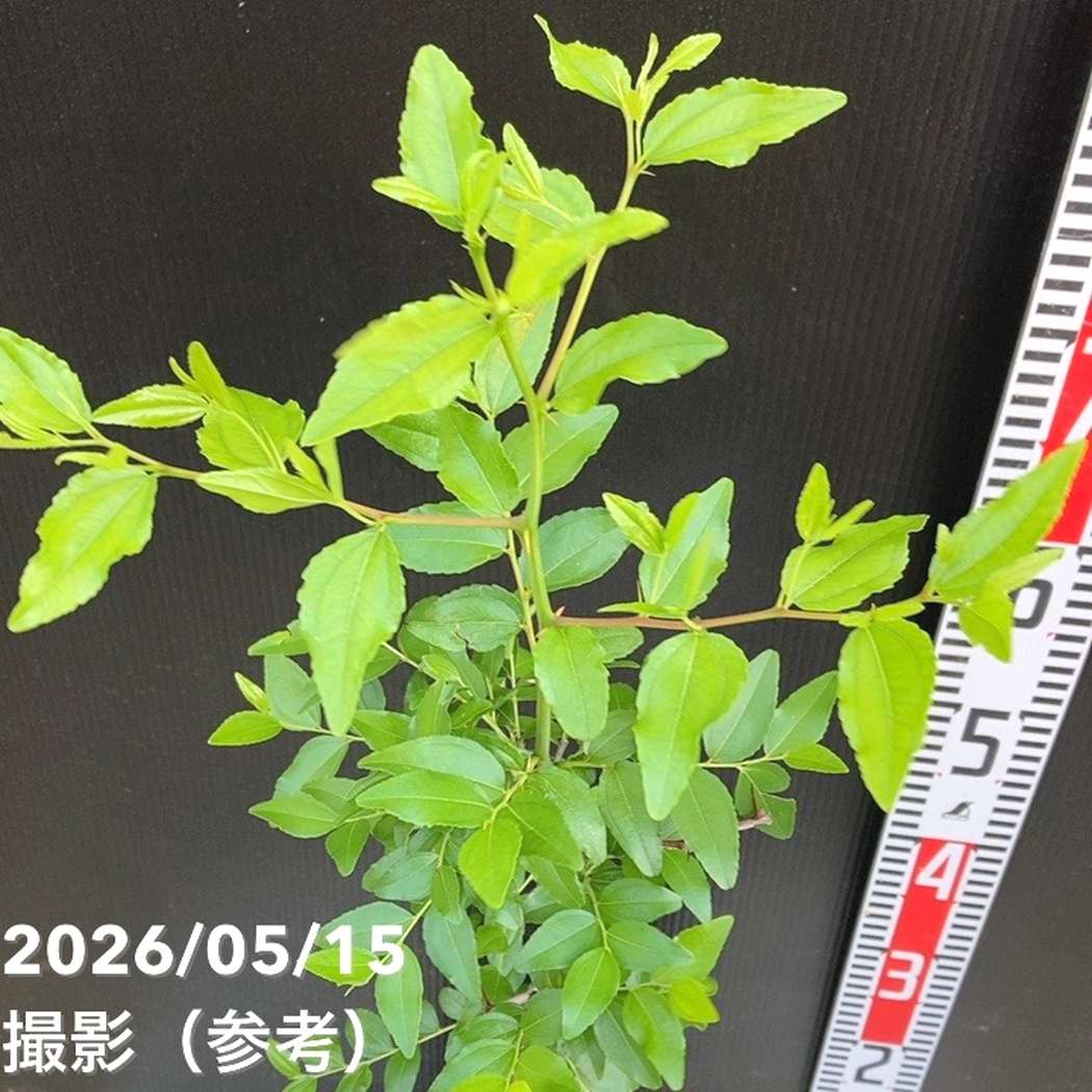 ナツメ 5.5号｜果樹04-PA | 果樹,[珍しい果樹] | 赤塚植物園オンライン