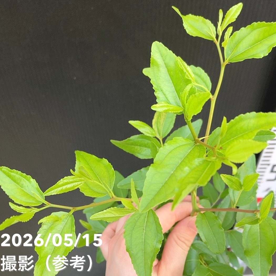 果樹 濃い緑の葉 新芽付き ナツメ 5.5号｜果樹04-PA | 果樹,[珍しい果樹] | 赤塚植物園オンライン