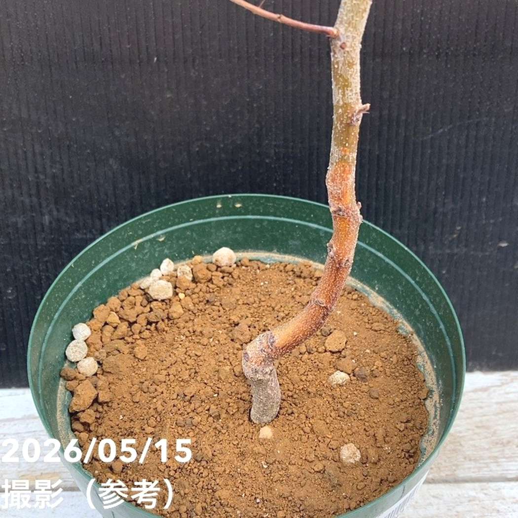 ナツメ 5.5号｜果樹04-PA | 果樹,[珍しい果樹] | 赤塚植物園オンライン