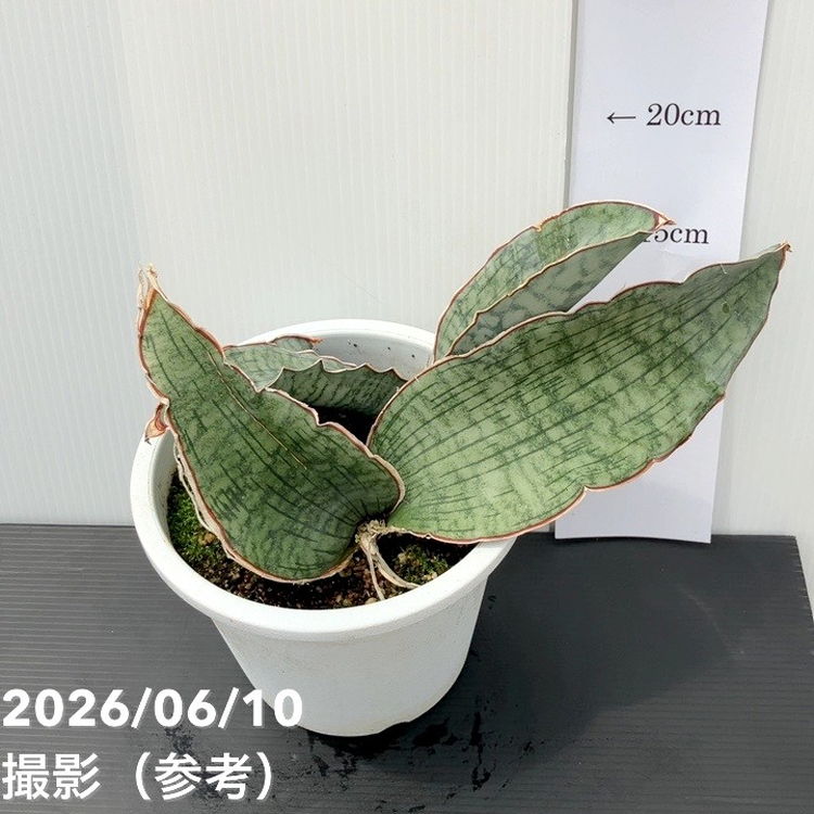 サンスベリア 5号 シルバーブルー 白プラ鉢｜観葉02-D2 | 観葉・多肉