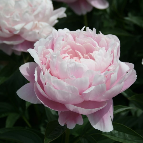 芍薬 シャクヤク 7号 ルーズベルト｜草花04-PA | 草花,芍薬・牡丹