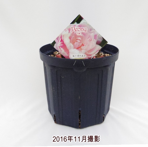 芍薬 シャクヤク 7号 ルーズベルト｜草花10-TU | 草花,芍薬・牡丹