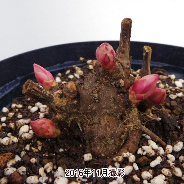 芍薬 シャクヤク 7号 ルーズベルト｜草花04-PA | 草花,芍薬・牡丹