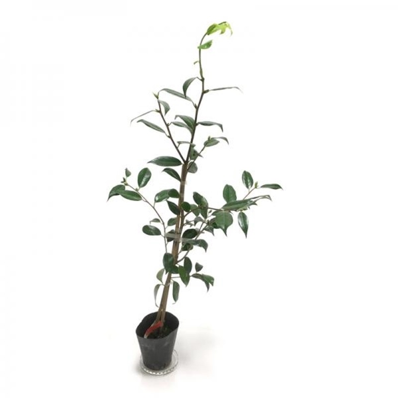 こだわりの前田ナーセリー苗 椿 苗 白侘助 産地直送商品 産直 前田園芸 ツバキ 赤塚植物園オンライン フラワーショップ 花の音