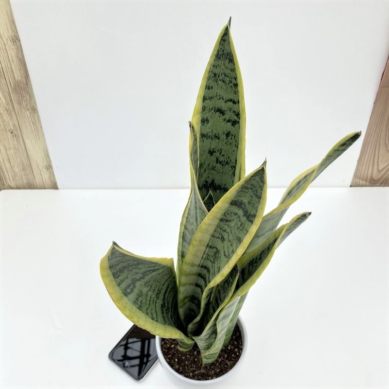 期間限定10％OFF！】サンスベリア 4号 ローレンチー 白陶器鉢仕様