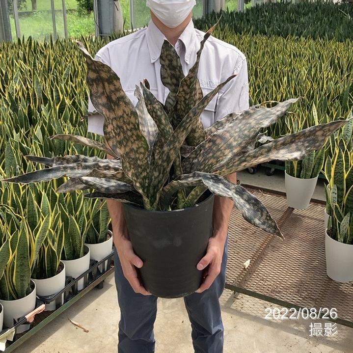 サンスベリア キルキー プルクラ コパトーン 斑入り - 植物/観葉植物
