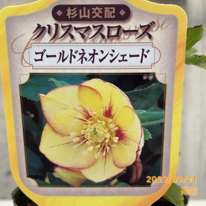 クリスマスローズ ゴールドネオンシェード 3号 杉山交配｜山野04-PA