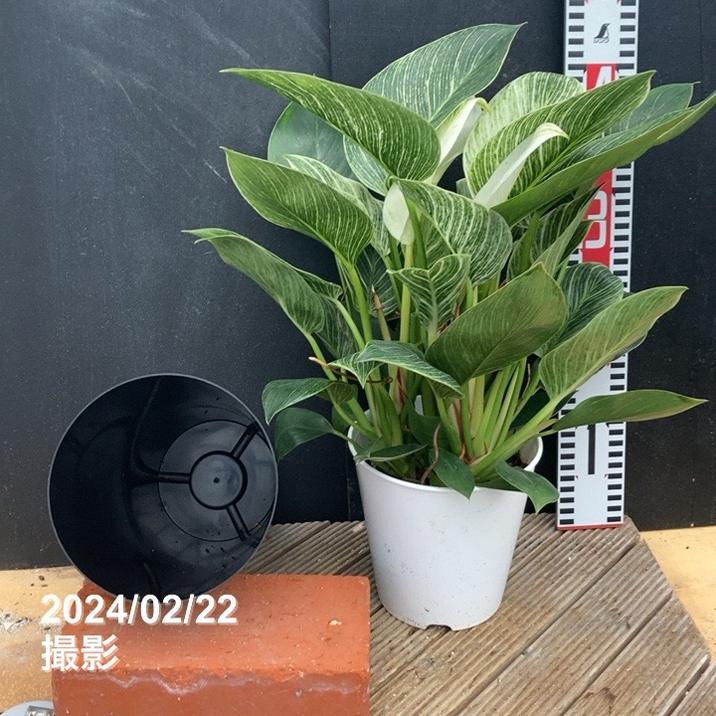 フィロデンドロン バーキン 6号｜観葉04-PA | 観葉・多肉