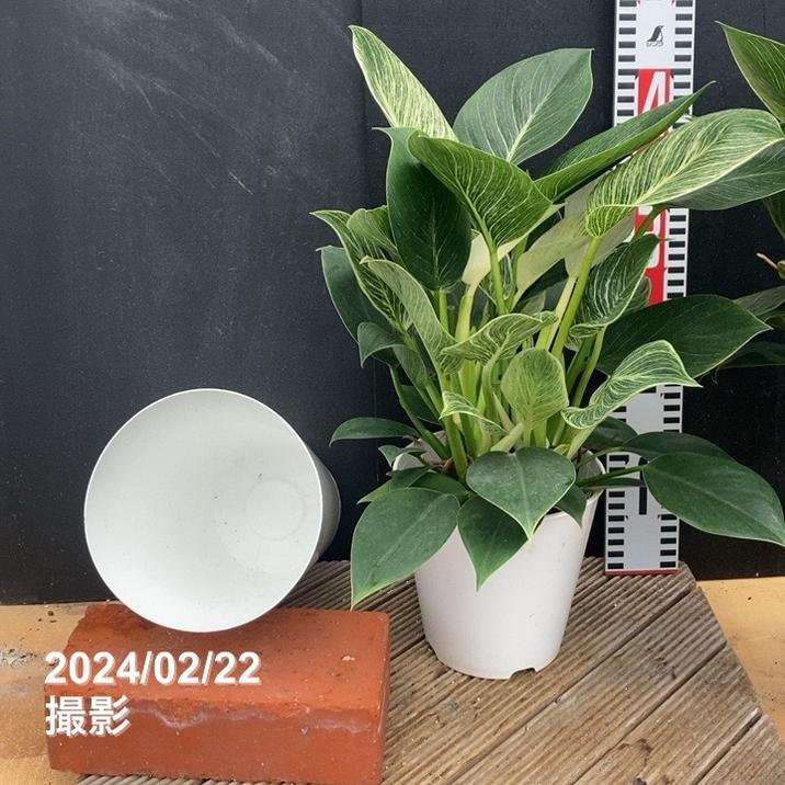 フィロデンドロン バーキン 6号｜観葉04-PA | 観葉・多肉