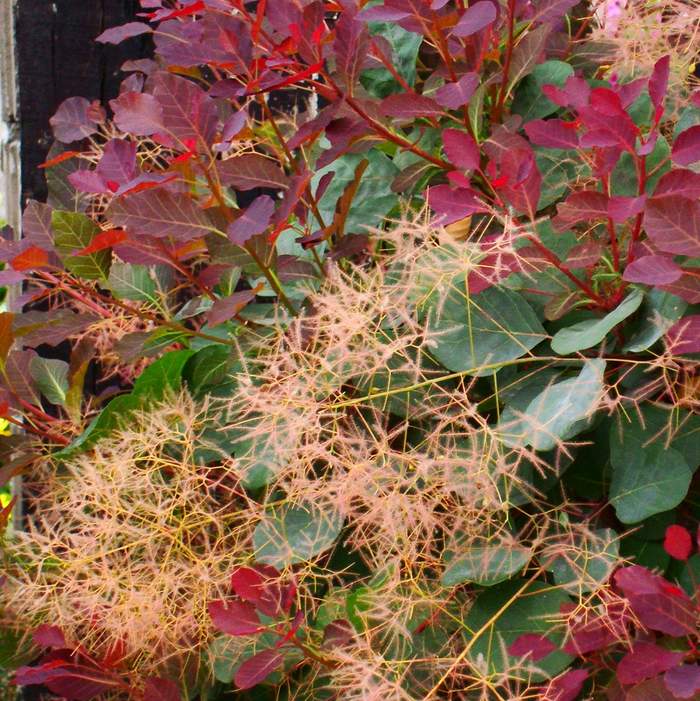 かん椿スモークツリー スモークツリー ダスキーメイデン 7号 PVP｜花木04-PA | 花木・庭木