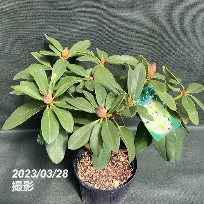 西洋シャクナゲ 6号 ウィリアムキング｜花木03-D3 | 花木・庭木