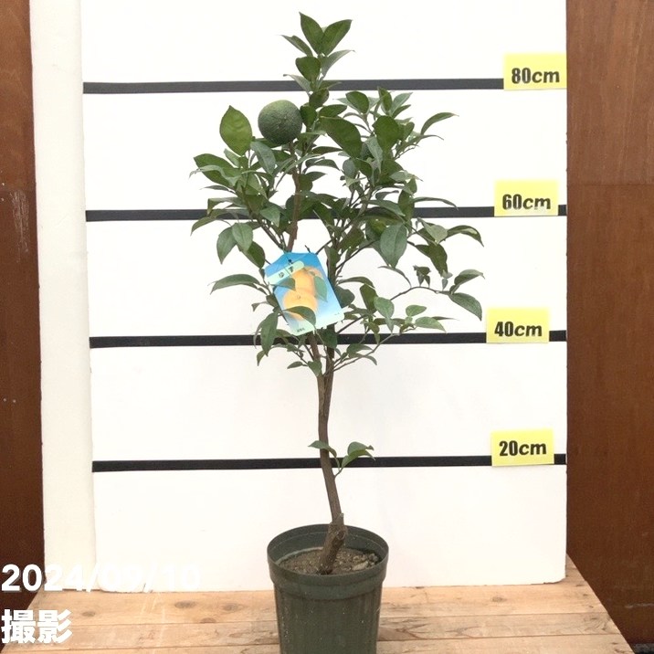 ワケあり】＜実付き＞ユズ 本柚子 6号｜柑橘｜果樹10-TU | 果樹,柑橘