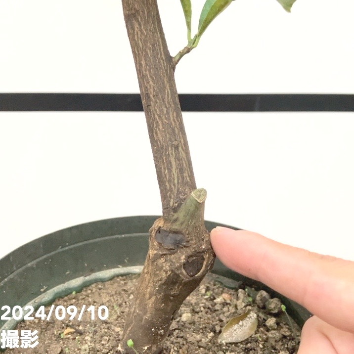 決算P5倍！10%OFF！8/2まで】【ワケあり】＜実付き＞ユズ 本柚子 6号