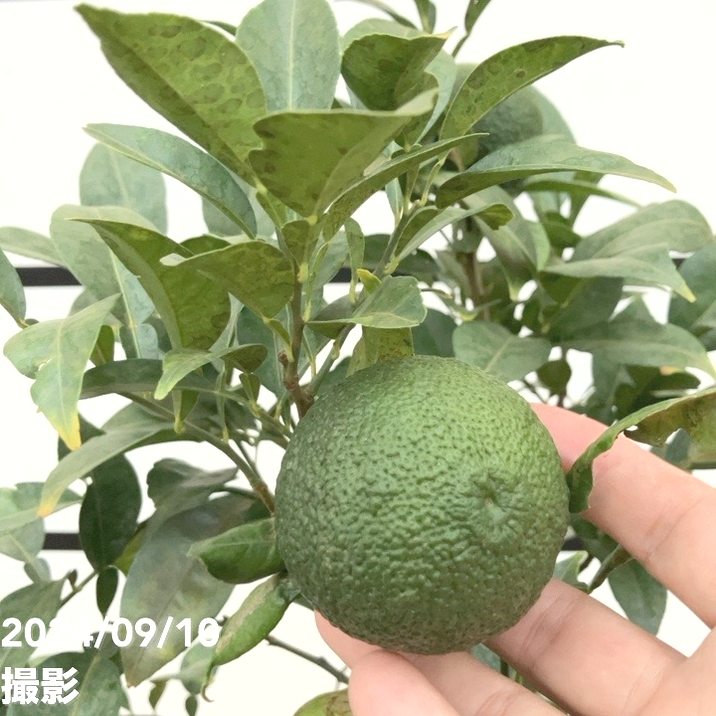 花柚苗木 特大株 実が付き 果樹 花柚子実付実績 - 果樹苗木・