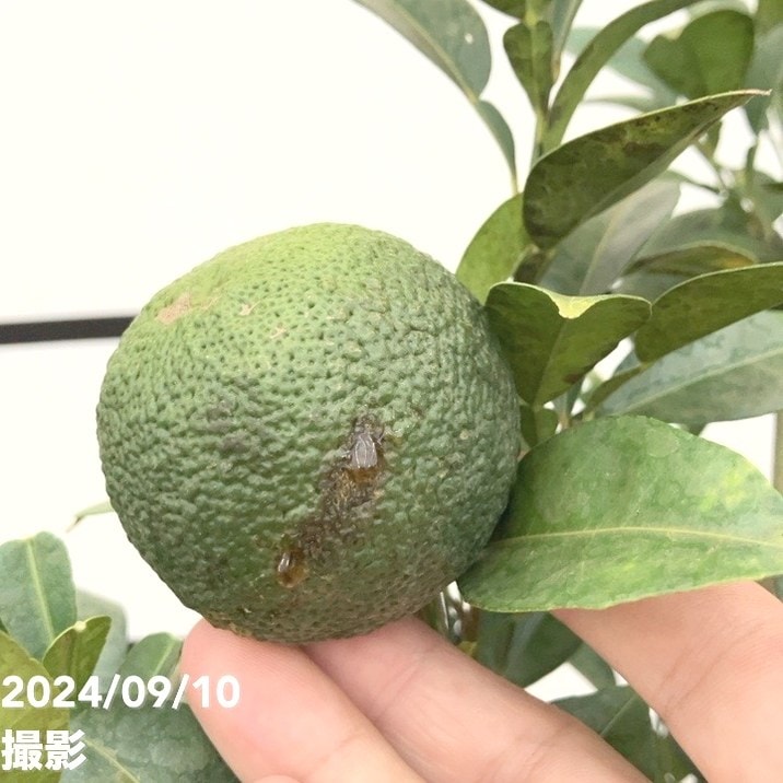 ワケあり】＜実付き＞ユズ 本柚子 6号｜柑橘｜果樹10-TU | 果樹,柑橘