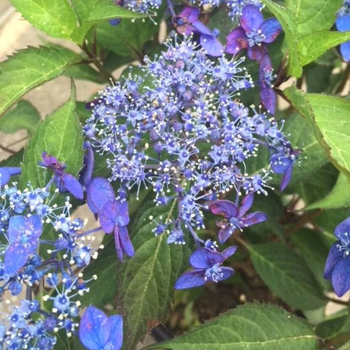 ヤマアジサイ 4号 七変化 シチヘンゲ（15）｜草花01-D1 | 赤塚植物園