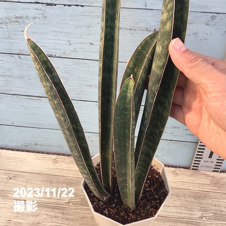 サンスベリア 4.5号 ベースボールバット 白プラ鉢仕様｜観葉02-D2