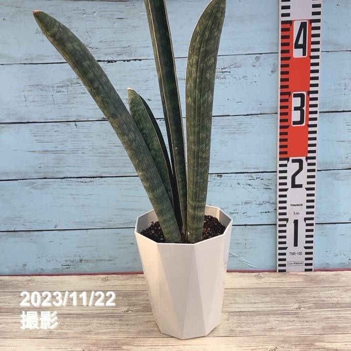 期間限定10％OFF！】サンスベリア 4.5号 ベースボールバット 白プラ鉢