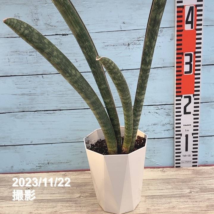 期間限定10％OFF！】サンスベリア 4.5号 ベースボールバット 白プラ鉢