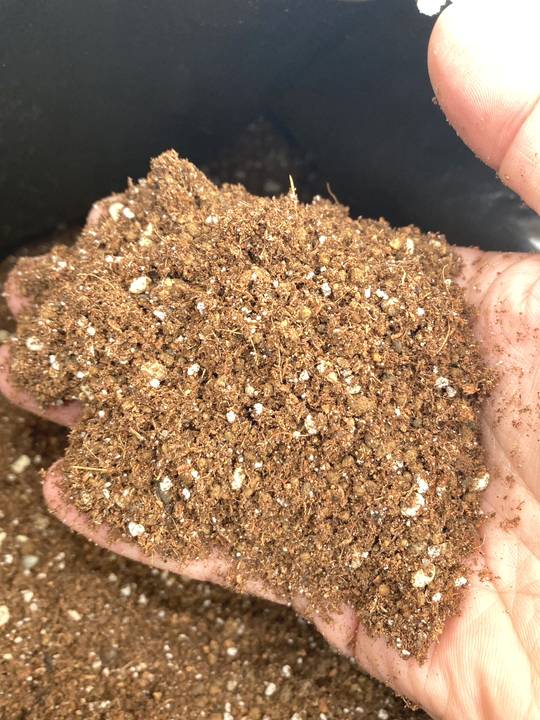 赤塚オリジナル サンセベリアの土 24L入り 無地袋(植物との同梱不可)|用土02-TU