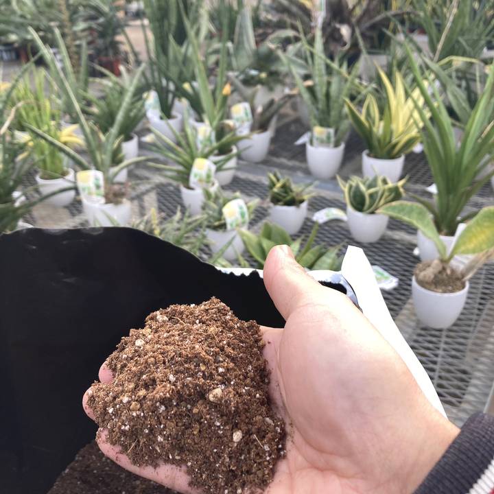 赤塚オリジナル サンセベリアの土 24L入り 無地袋(植物との同梱不可)|用土02-TU