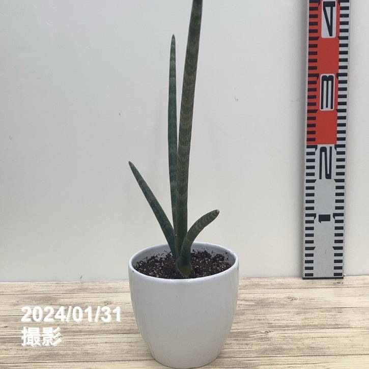 65周年記念セール】サンスベリア 4号 フルスティコサ 白陶器鉢仕様