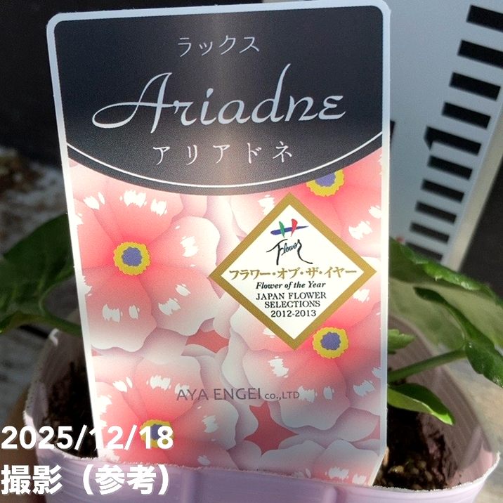 ラナンキュラス ラックスシリーズ 3.5～4号 アリアドネ｜草花04-PA