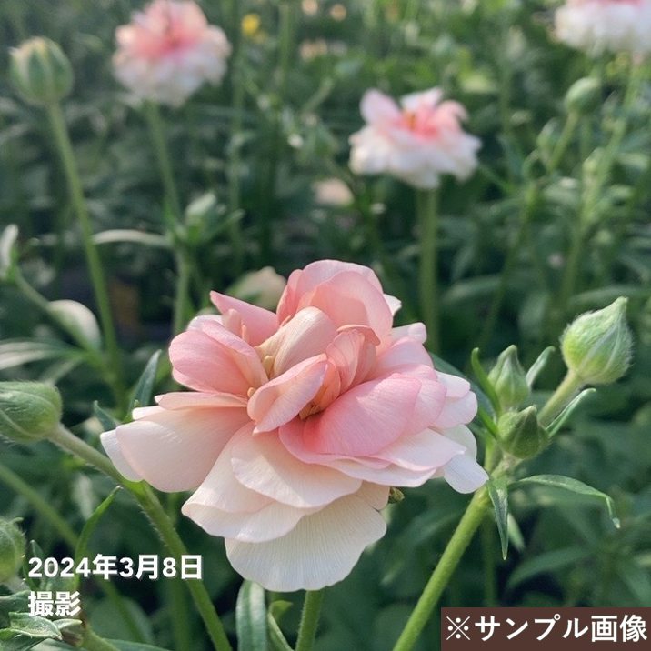 白藤様専用画面☆ me様専用 ラナンキュラスラックス ヘスティア