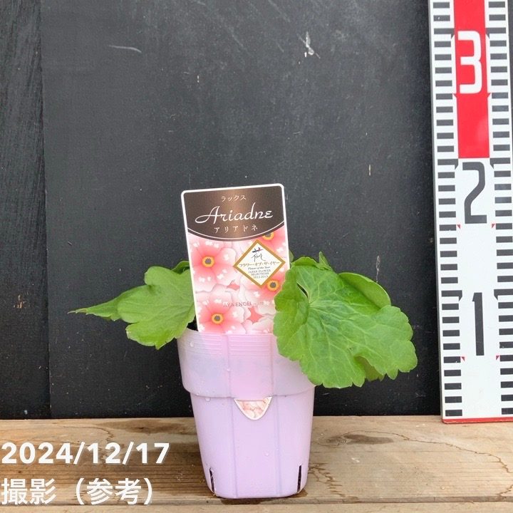 ラナンキュラス ラックスシリーズ 3.5～4号 アリアドネ｜草花04-PA