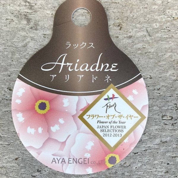 ラナンキュラス ラックスシリーズ 3.5～4号 アリアドネ｜草花04-PA