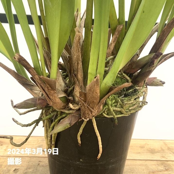 花芽4個以上＞ミスマフェット 4号｜ミツバチ蘭｜洋蘭10-TU | 草花,蘭
