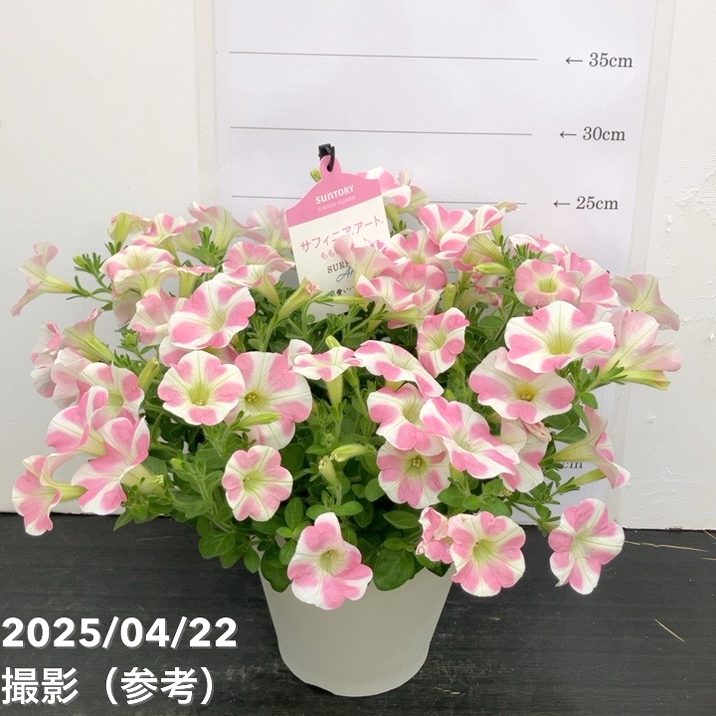 サフィニア　ももいろハート　苗3800円 楽天市場】サントリー サフィニアアート ももいろハート 3号