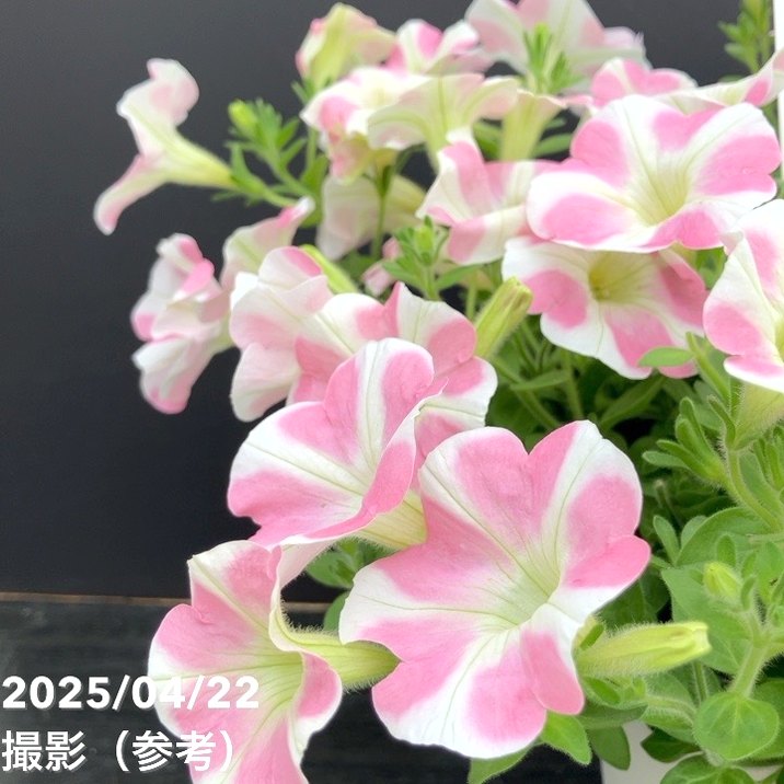 サフィニア　ももいろハート　苗3800円 サフィニア アート ももいろハート 5号｜草花10-TU | 草花,[季節