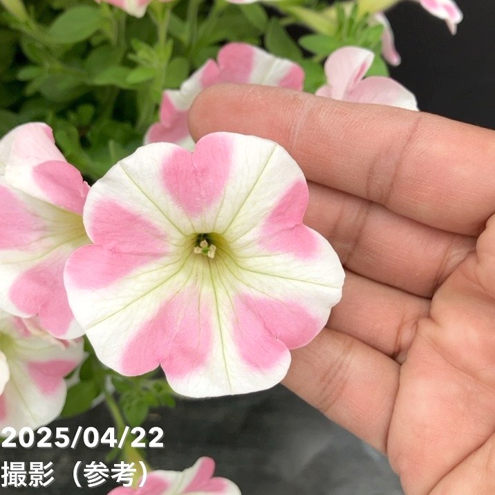 サフィニア アート ももいろハート 5号｜草花10-TU | 草花,[季節