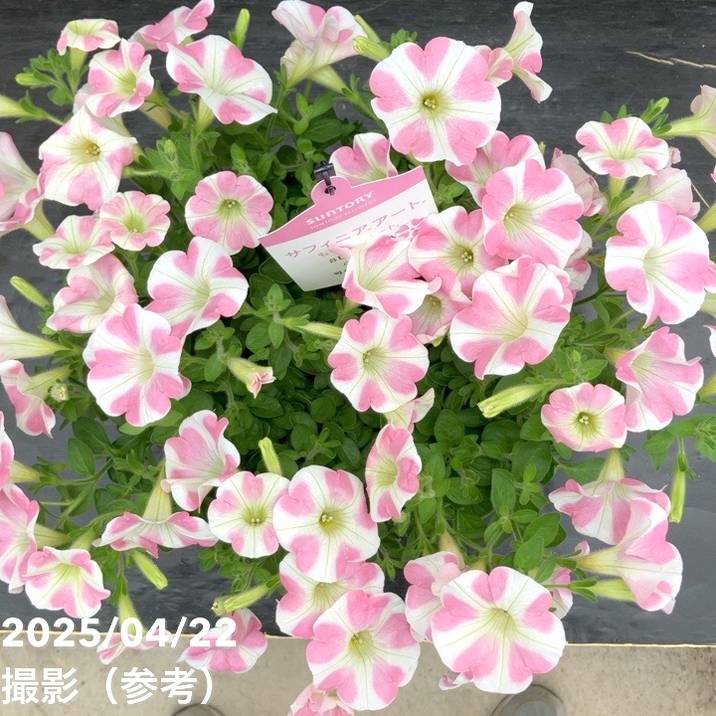 サフィニア アート ももいろハート 5号｜草花10-TU | 草花,[季節の草花