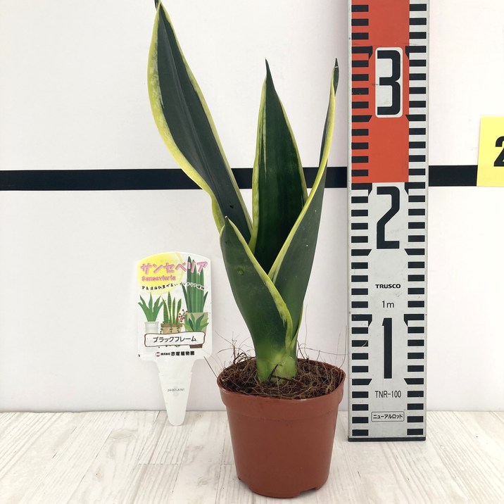 サンスベリア 3号 ブラックフレーム 生産鉢仕様｜観葉02-D2 | 観葉