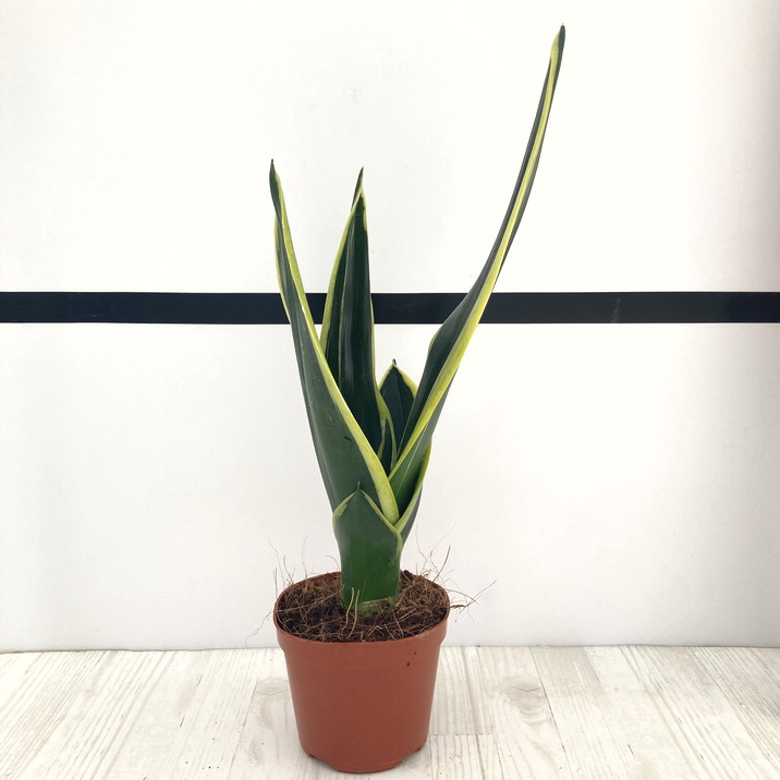 サンスベリア 3号 ブラックフレーム 生産鉢仕様｜観葉02-D2 | 観葉