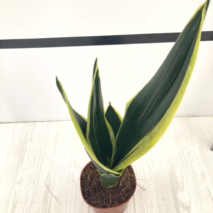 サンスベリア ブラックブラジリアン　バリエガータ　綴化 サンスベリア ブラックブラジリアン バリエガータ 綴化 サンスベリア