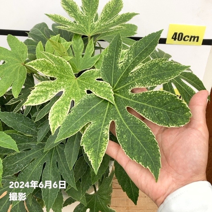 ヤツデ 紬絞り ツムギシボリ 8号大株｜草花10-TU | 草花,[多年草