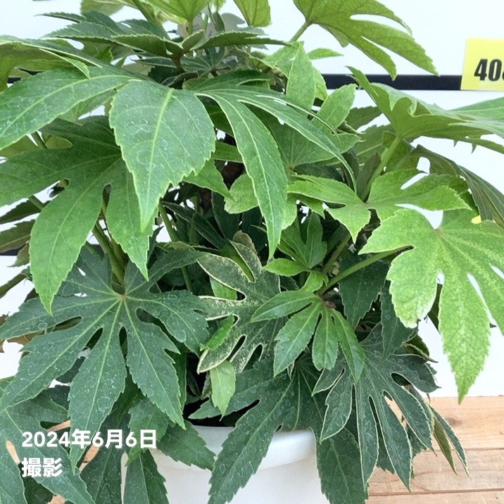 ヤツデ 紬絞り ツムギシボリ 8号大株｜草花10-TU | 草花,[多年草
