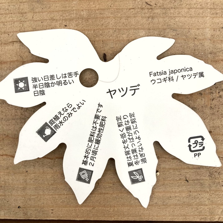 ヤツデ 紬絞り ツムギシボリ 8号大株｜草花10-TU | 草花,[多年草