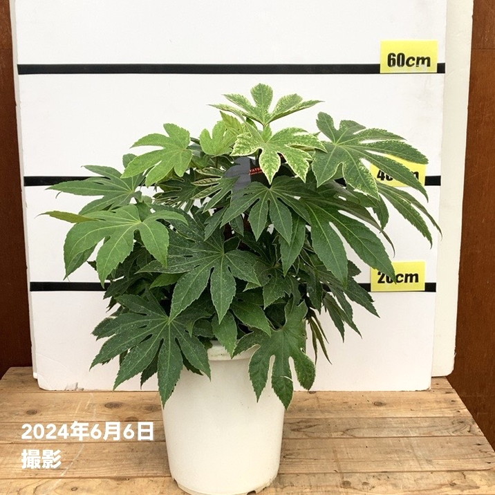 ヤツデ 紬絞り ツムギシボリ 8号大株｜草花10-TU | 草花,[多年草