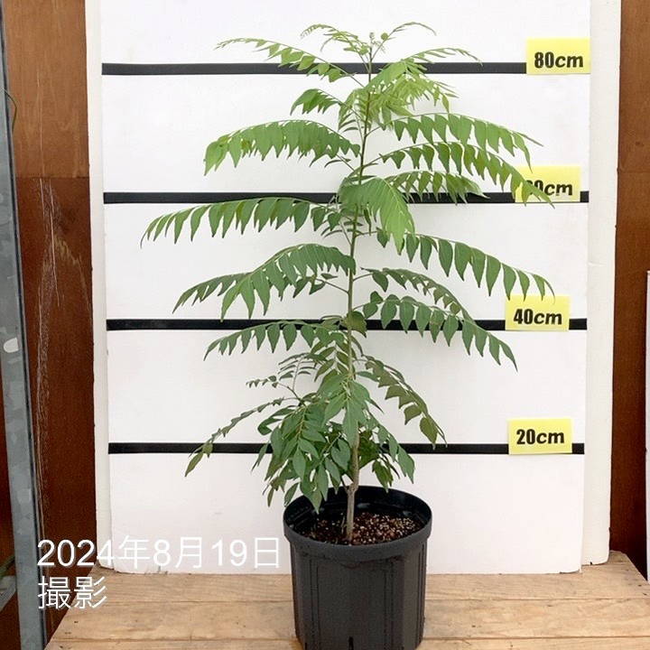 カレーリーフの大株　10年超え カレーリーフの大株 10年超え - メルカリ