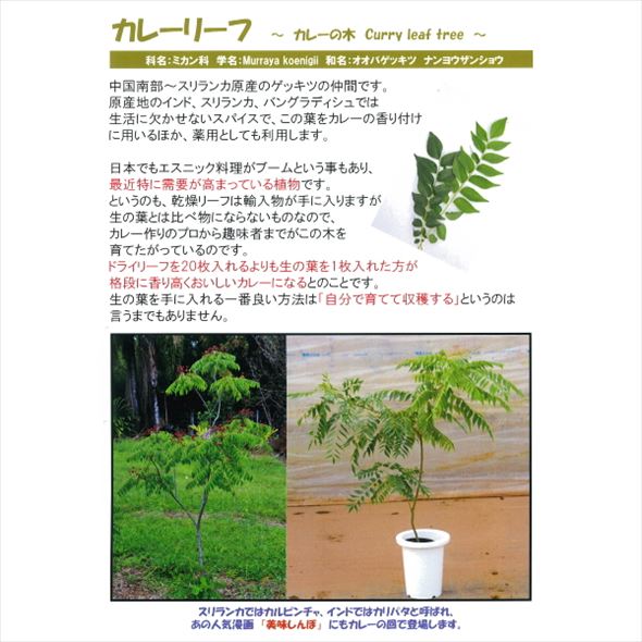 数量限定】カレーの木（苗）カレーリーフ 7号｜草花10-TU | 草花