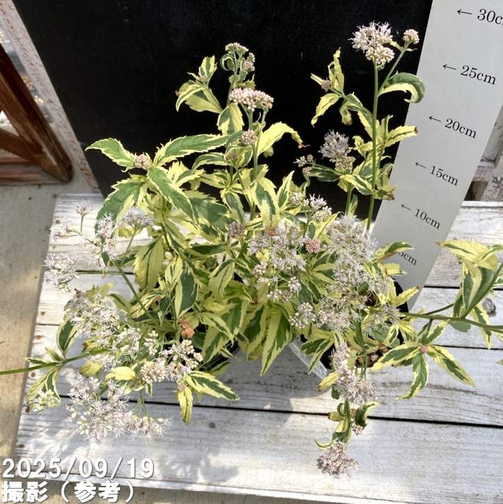 斑入りフジバカマ 4号×2鉢セット｜草花04-PA | 草花 | 赤塚植物園