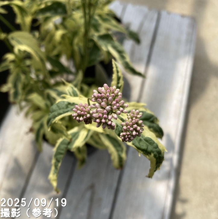 斑入りフジバカマ 4号×2鉢セット｜草花04-PA | 草花 | 赤塚植物園