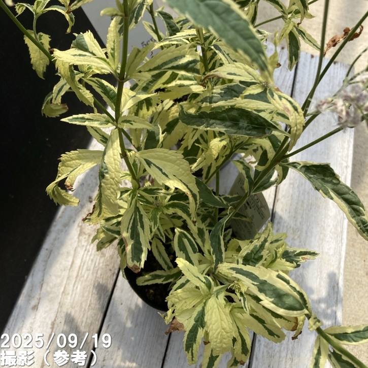 確認用　フジバカマ　斑入り　2ポット 確認用 フジバカマ 斑入り 2ポット 斑入り 『フジバカマ』 | すべての